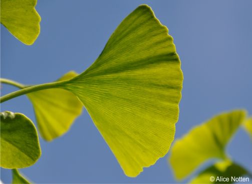 Ginkgo biloba